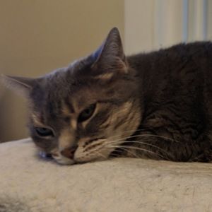 Meet your Posher, Joe